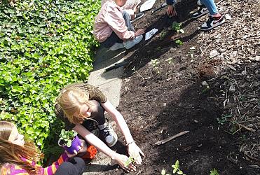 Kinderen van de bovenbouw vullen hun eigen moestuinbedden